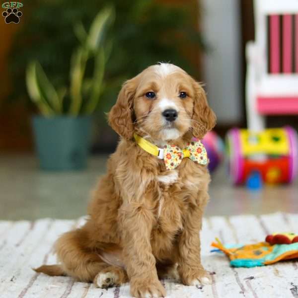 Ricky, Mini Goldendoodle Puppy